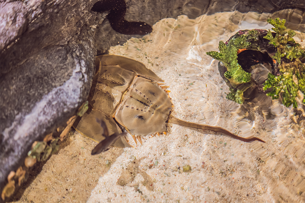 Kepiting Tapal Kuda: Berdarah Biru dan Bermanfaat