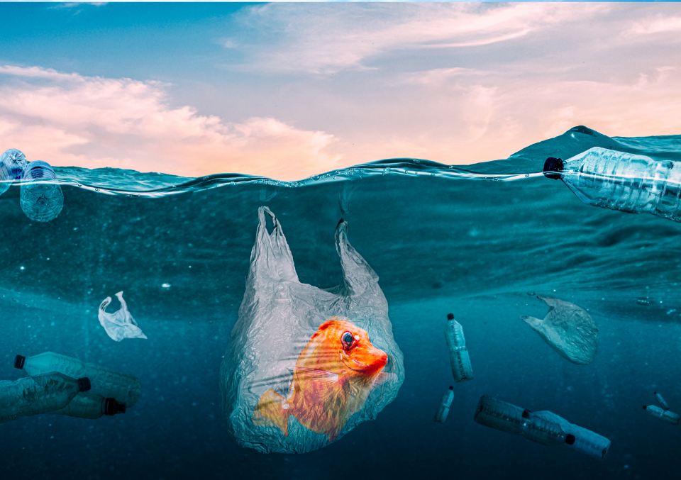Sampah Plastik di Perut Biota Laut