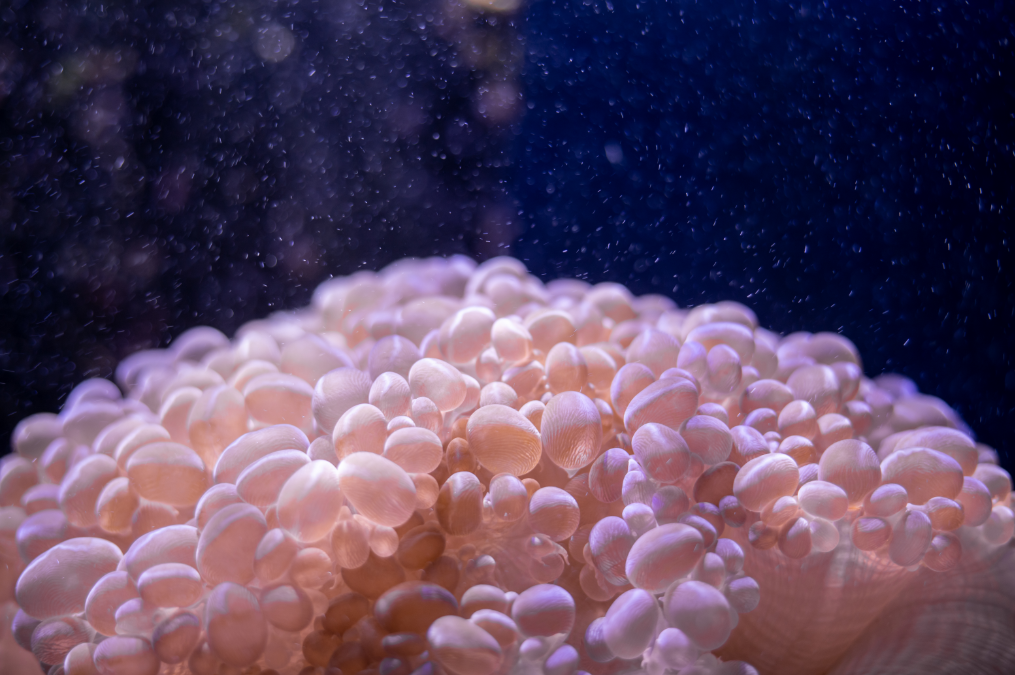 Terumbu karang bernama soft coral