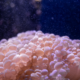 Terumbu karang bernama soft coral
