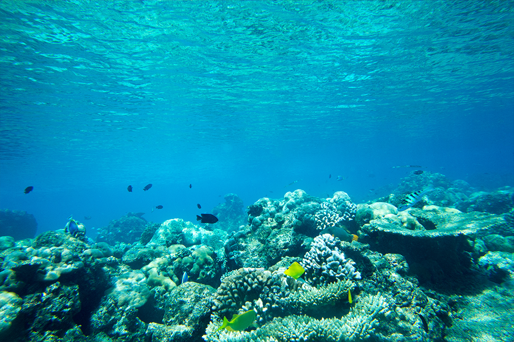 Beragam-ragam jenis terumbu karang
