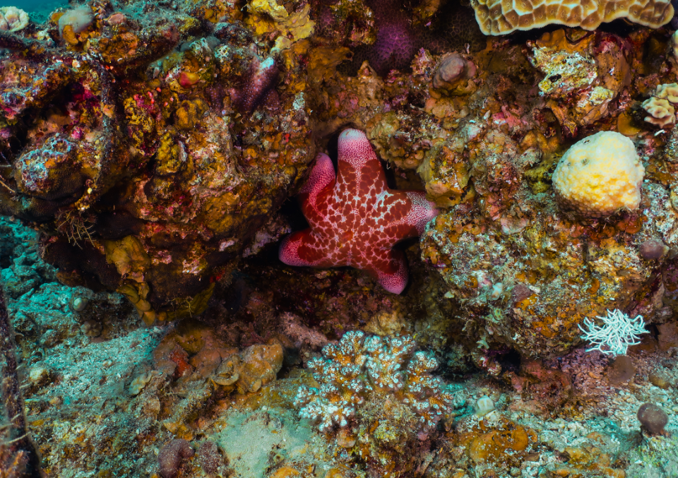 Indonesia adalah bagian dari segitiga terumbu karang