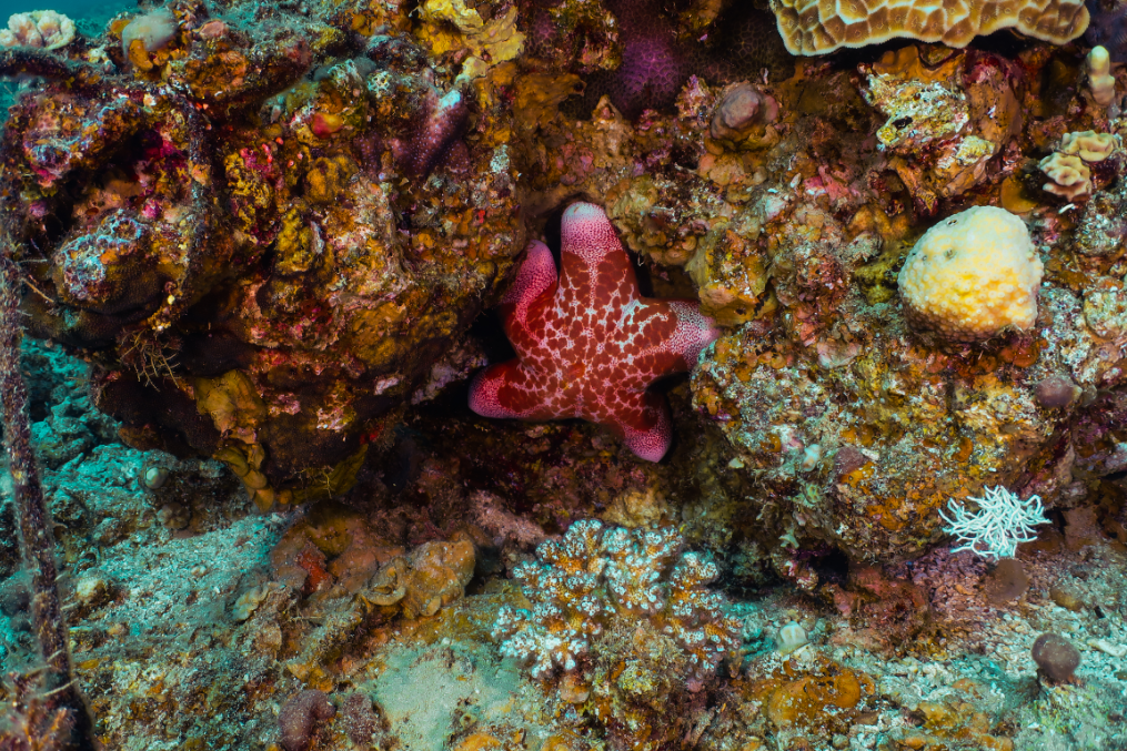 Indonesia adalah bagian dari segitiga terumbu karang