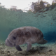 Kerusakan Lamun, si ekosistem penting di bawah laut