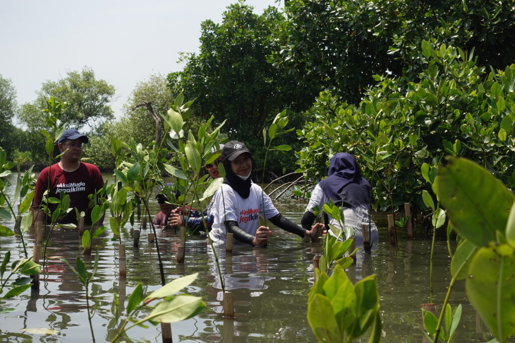 Aksi Muda Jaga Iklim Menanam Mangrove